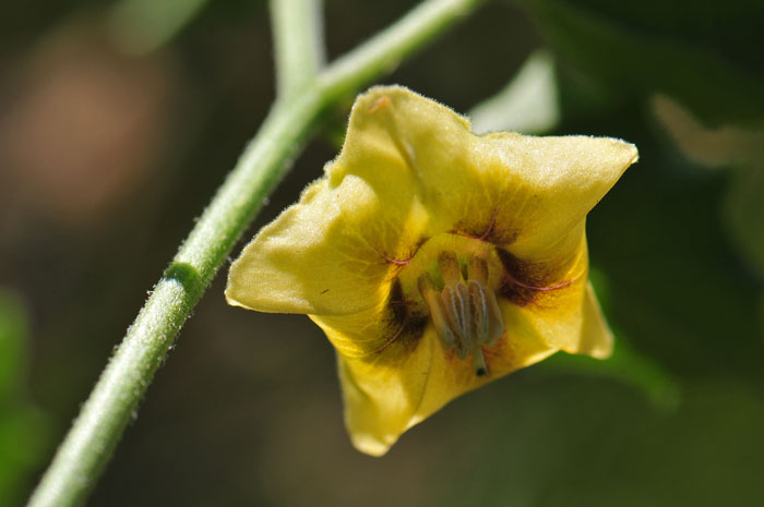 Ivyleaf Groundcherry has showy yellow flowers with 5 purple-brown spots at the inside base. The floral tube is widely bell-shaped to flattish. Physalis hederifolia Ivyleaf Groundcherry has showy yellow flowers with 5 purple-brown spots at the inside base. The floral tube is widely bell-shaped to flattish. Physalis hederifolia